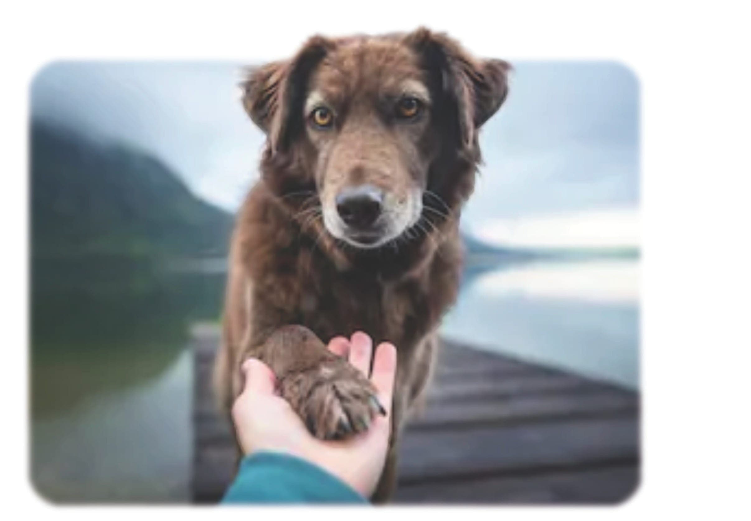 A trained service dog supporting a handler in a public setting.