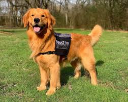 Service Dog logo
