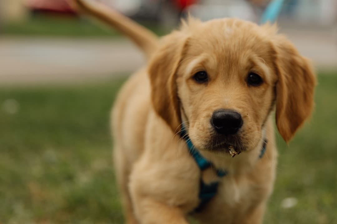 prison puppy programs — A cute golden retriever puppy walking on grass