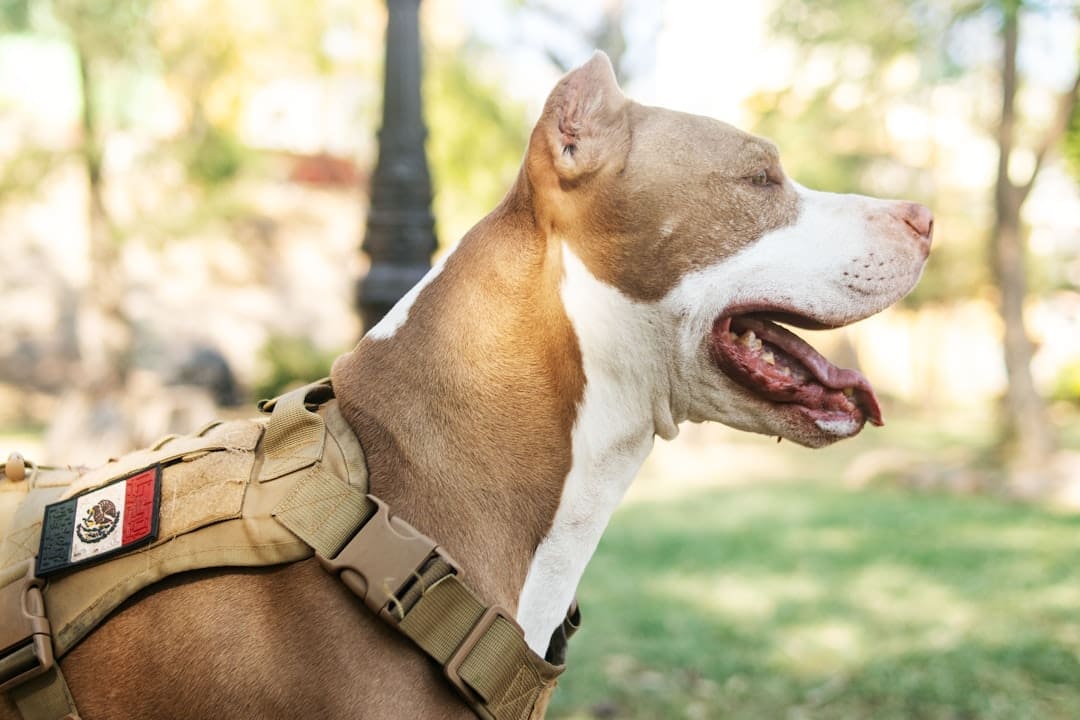 VA service dog benefits — a brown and white dog wearing a harness